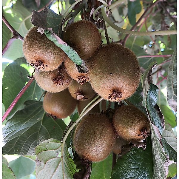 Kiwi Hayward, weiblich 60 - 80 cm Actinidia arguta günstig online kaufen