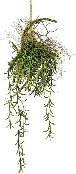 Kunstpflanze Tillandsia, I.GE.A., Höhe 72 cm, Hänger auf Ast Künstlicher Mo günstig online kaufen