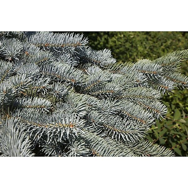 Picea Pungens Glauca Pendula Blaue Fichte Hängend 100 cm Stammhöhe günstig online kaufen