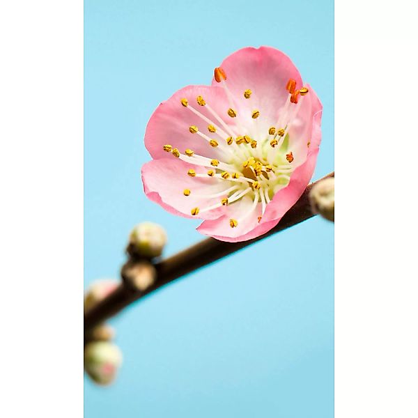 KOMAR Vlies Fototapete - Peach Blossom - Größe 150 x 250 cm mehrfarbig günstig online kaufen