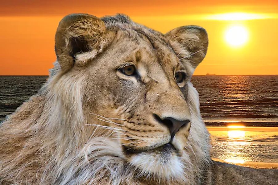 Papermoon Fototapete »Lion in Sunset« glatt günstig online kaufen