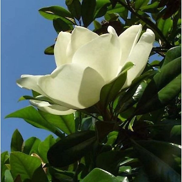 Großblumige Magnolie Little Gem 40-60cm - Magnolia grandiflora günstig online kaufen