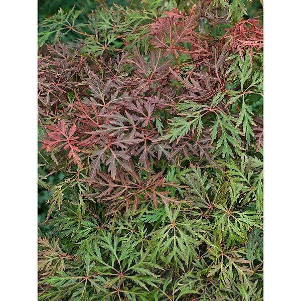 Acer Palmatum Dissectum Orangeola Japanischer Ahorn Orange 80 cm Stammhöhe günstig online kaufen