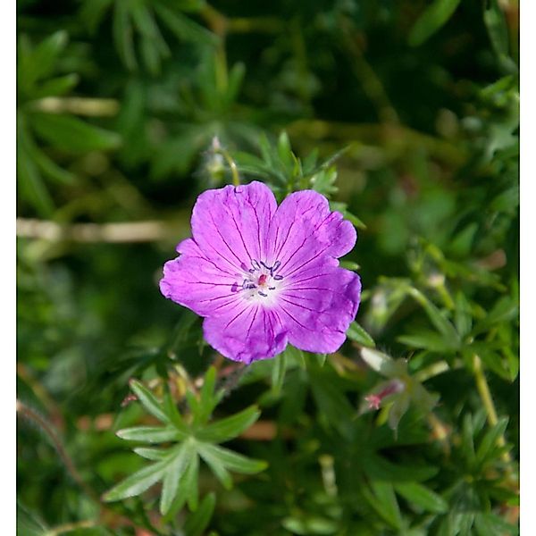 Storchenschnabel Dilys - Geranium sanguineum günstig online kaufen