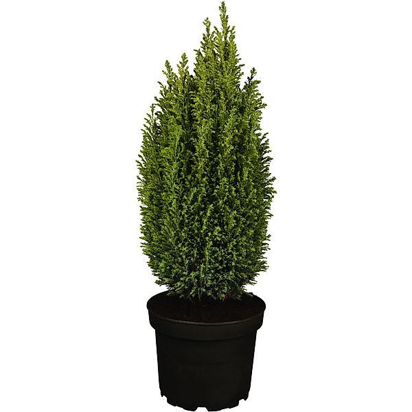 GROW by OBI Kegelzypresse Ellwoodii Silberblau Höhe ca. 50-60 cm Topf ca. 5 günstig online kaufen