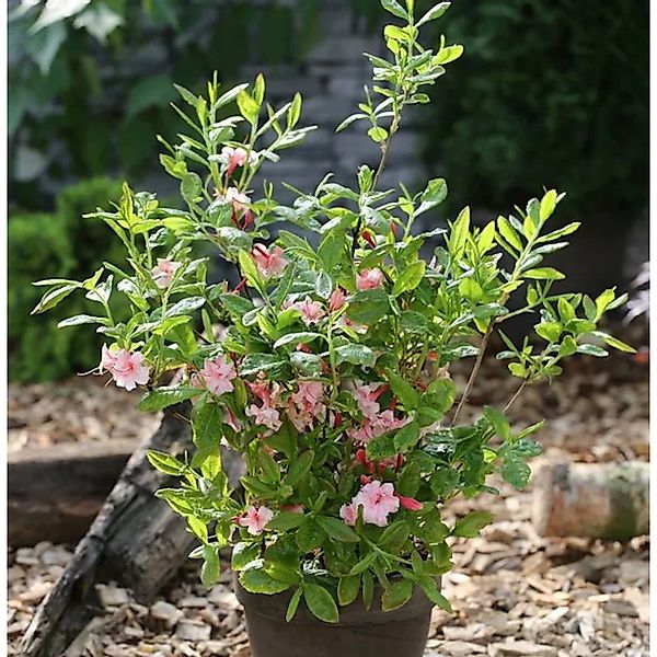 Azalee Corneille 30-40cm - Rhododendron,uteum - Alpenrose günstig online kaufen