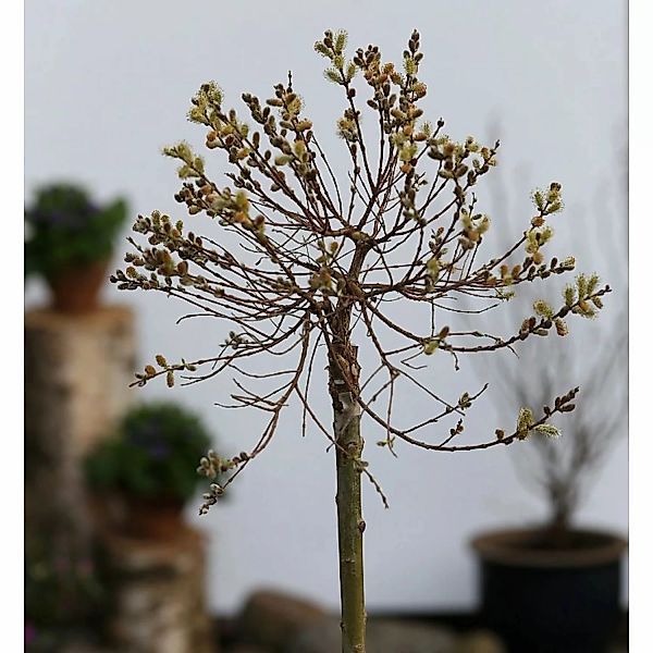 Hochstamm Zwerg-Zierweide 60-80cm - Salix subopposita günstig online kaufen