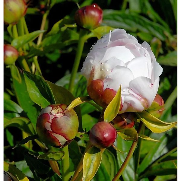 Edelpfingstrose Alice Harding - Paeonia,actiflora günstig online kaufen