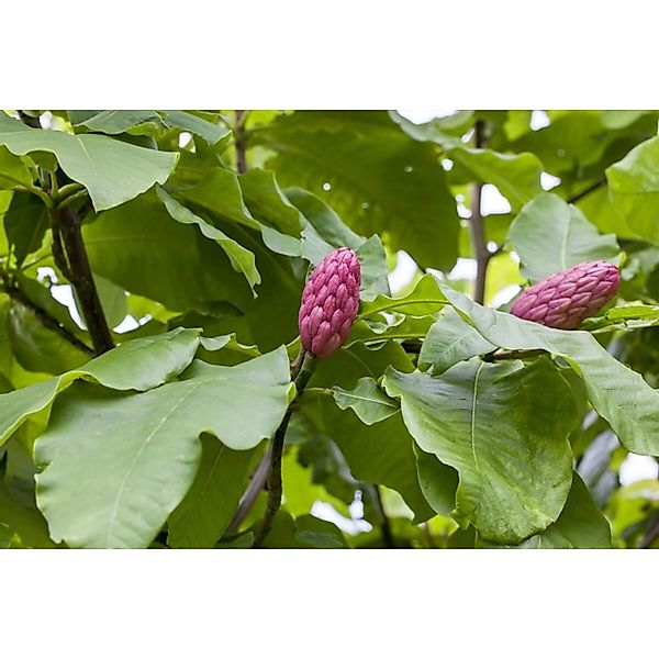 Magnolia Tripetala Schirm-Magnolie 150–175 cm günstig online kaufen