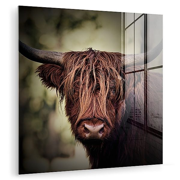 MuchoWow Acrylglasbild Schottischer Hochländer - Licht günstig online kaufen