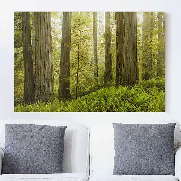 Leinwandbild Wald - Querformat Redwood State Park Waldblick günstig online kaufen