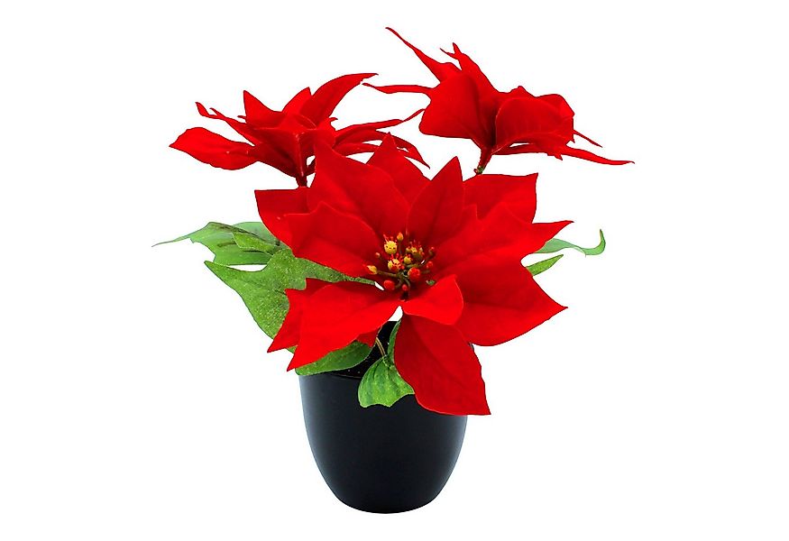 Winterliche Kunstpflanze Poinsettia, Spetebo, Höhe 27 cm, Poinsettia in nat günstig online kaufen