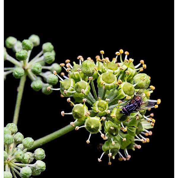 Atlantikküsten Efeu 30-40cm - Hedera poetarum günstig online kaufen