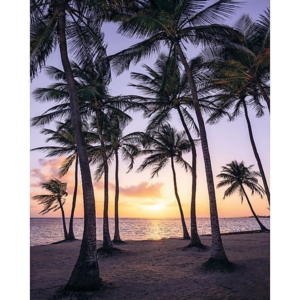 Komar Fototapete Vlies Palmtrees on Beach  200 x 250 cm günstig online kaufen