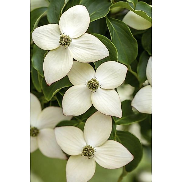 Cornus Kousa Chinensis Wietings Select Chinesischer Hartriegel 125–150 cm günstig online kaufen