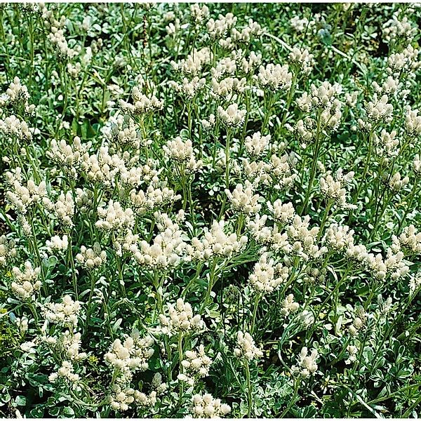 Antennaria Dioica Alba Katzenpfötchen Ca. 9x9 cm Topf günstig online kaufen
