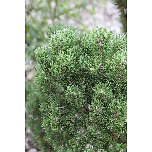 Pinus Mugo Picobello Bergkiefer Kompakt 30–40 cm günstig online kaufen