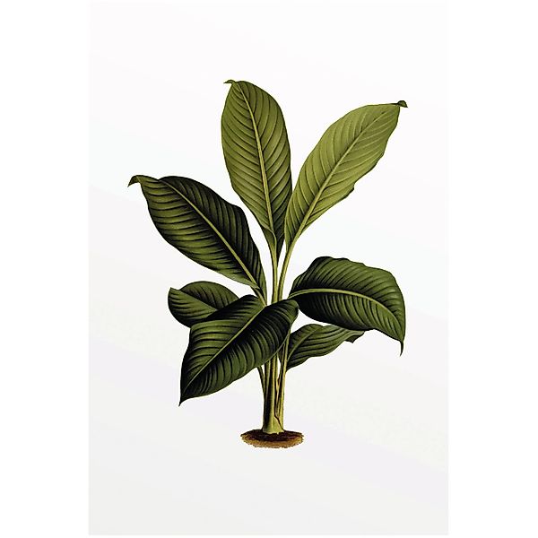 Komar Bild "Elastica Leaf" Blätter  Pflanzen 1 Stk. tlg. Wandbild zur Dekor günstig online kaufen