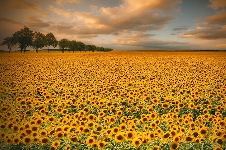 Papermoon Fototapete »Photo-Art PIOTR KROL (BAX), SONNENBLUMEN« günstig online kaufen