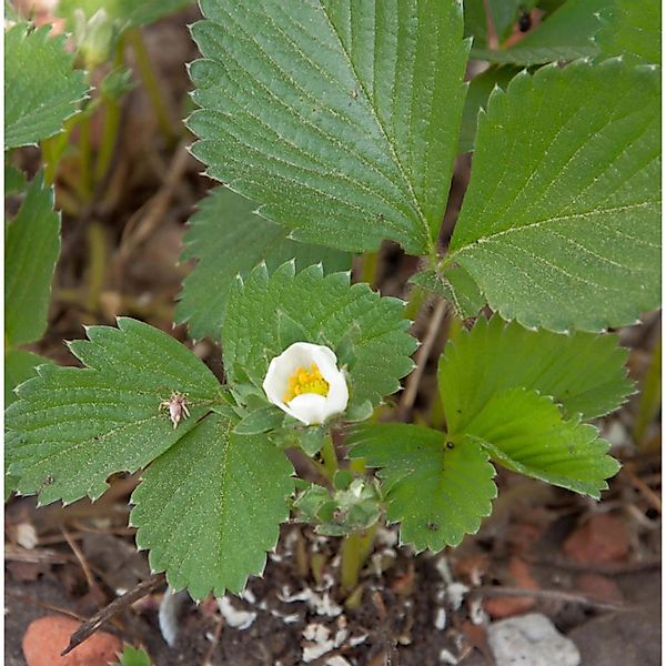 Garten Erdbeere Mieze Schindler - Fragaria ananassa günstig online kaufen