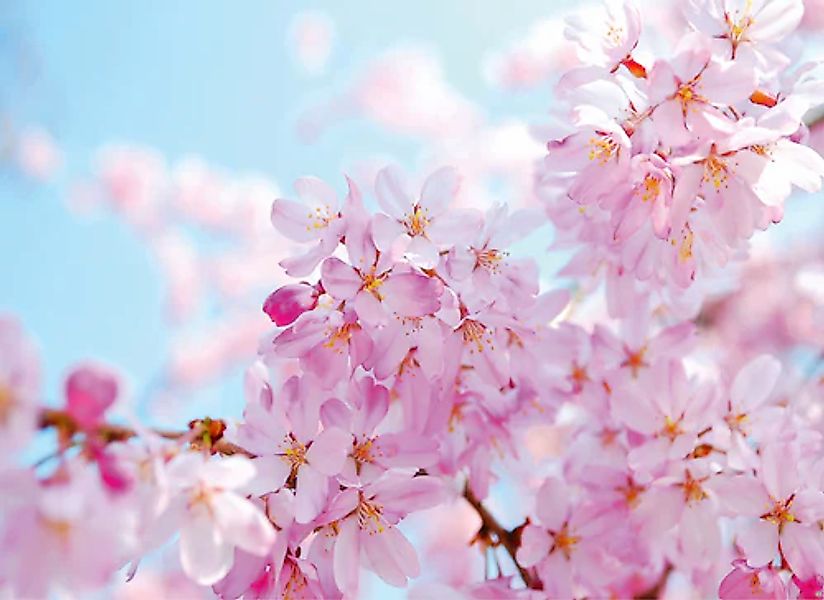 Papermoon Fototapete »Cherry Blossom« glatt günstig online kaufen