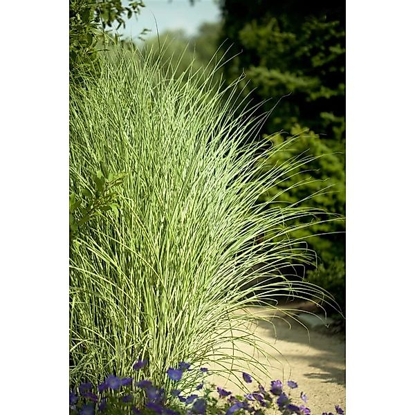 Miscanthus Sinensis Goldglanz Chinaschilf 120–140 cm Goldene Akzente günstig online kaufen