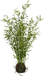 Künstliche Zimmerpflanze Bambus im Moosballen Bambus, günstig online kaufen