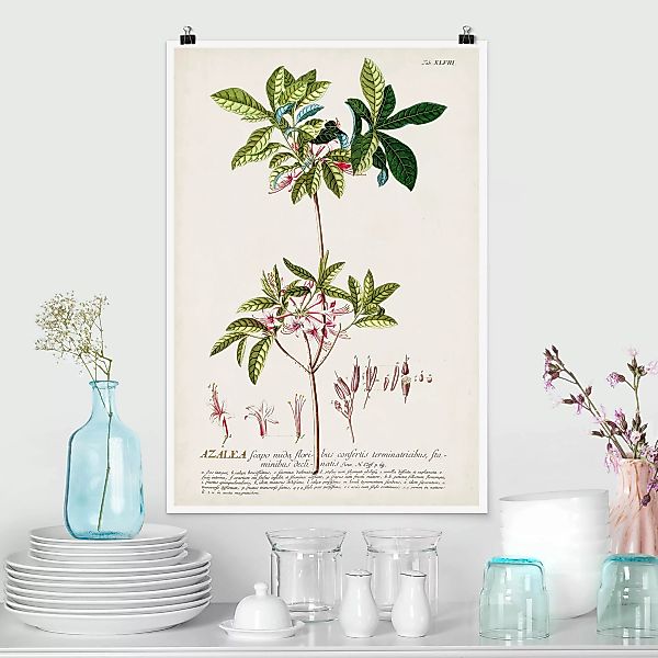 Poster Vintage Botanik Illustration Azalee günstig online kaufen