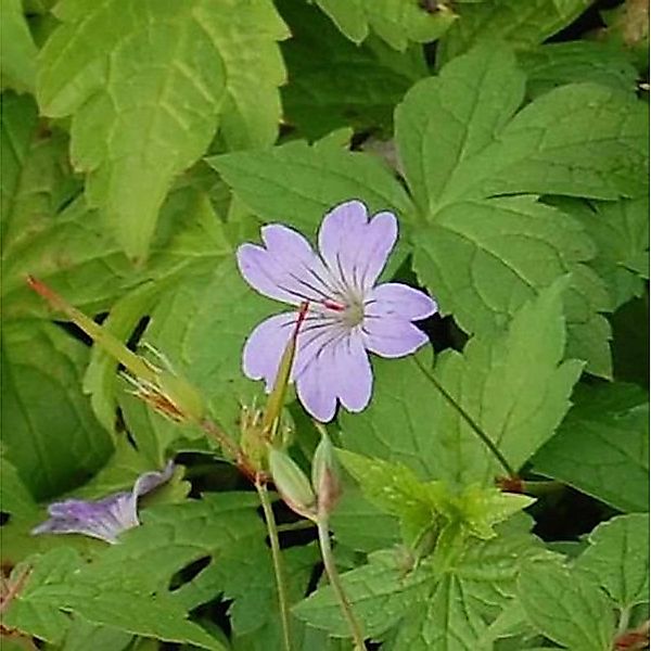 Knotiger Schatten Storchschnabel Simon - Geranium nodosum günstig online kaufen