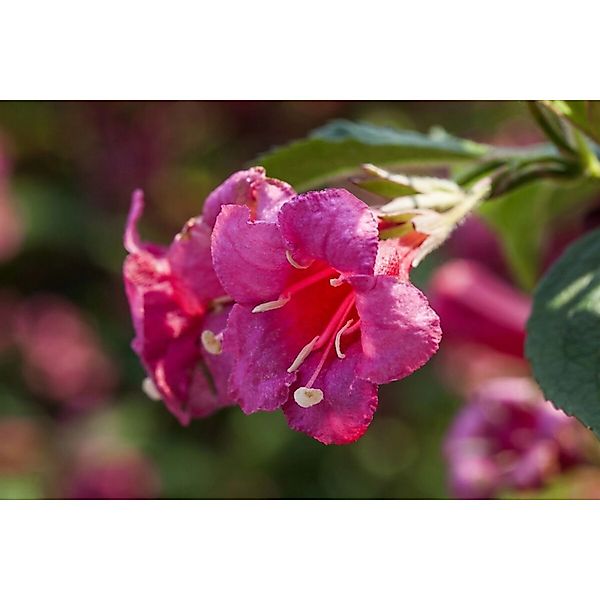 Weigela Newport Red Weigelie Leuchtend Rot 40–60 cm günstig online kaufen