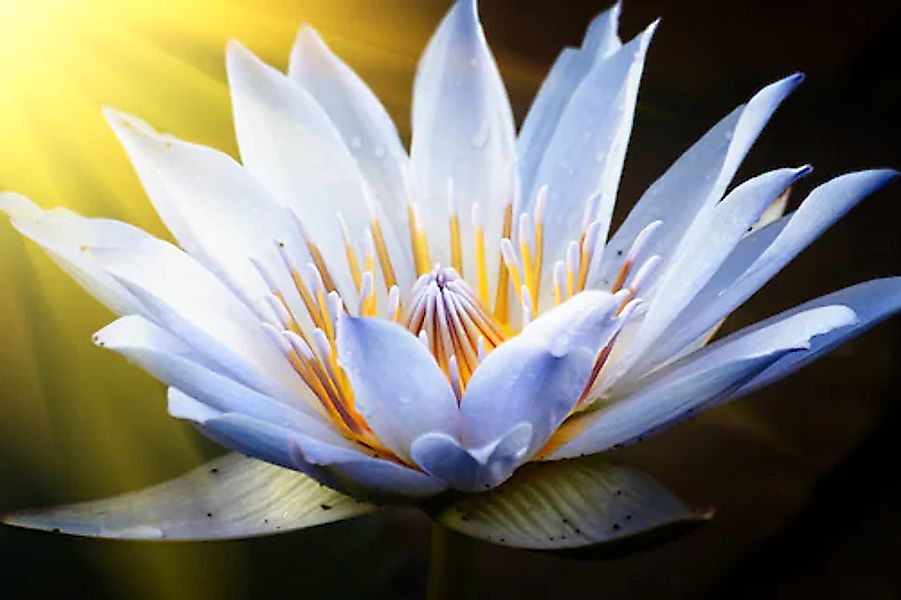 Papermoon Fototapete »Lotus Flower« glatt günstig online kaufen