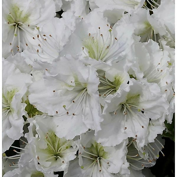Japanische Azalee Patricia Barmold 25-30cm - Rhododendron luteum - Zwerg Al günstig online kaufen
