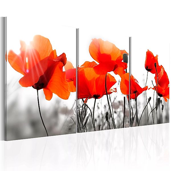 Wandbild - Charming Poppies günstig online kaufen