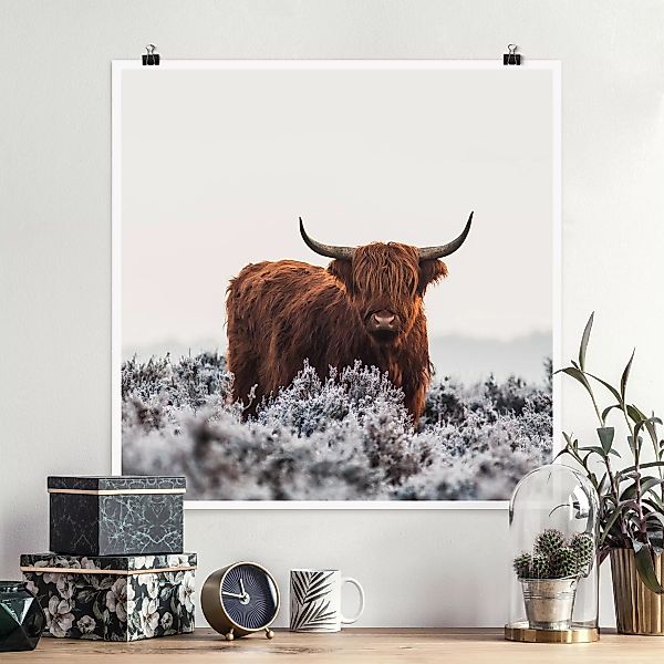 Poster Tiere - Quadrat Bison in den Highlands günstig online kaufen