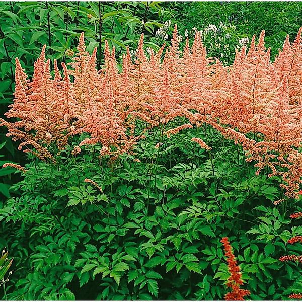 Astilbe X Arendsii Anita Pfeifer Prachtspiere Ca. 9x9 cm Topf günstig online kaufen