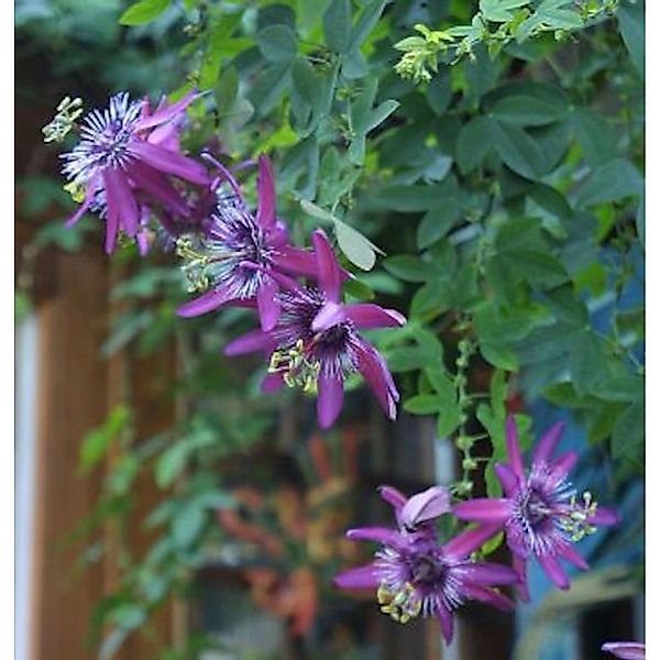 Passionsblume Lavender - Passiflora caerulea günstig online kaufen