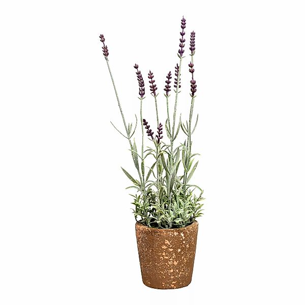 LAVENDEL im Topf ca.45cm, violett günstig online kaufen