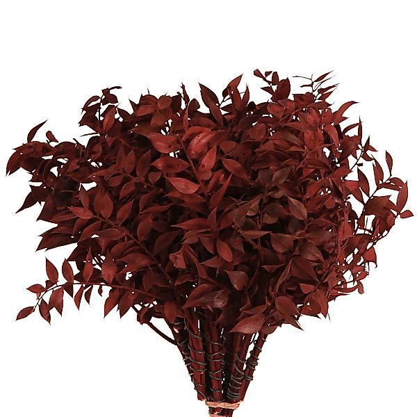 Trockenblume Ruscus Rot am Draht Dekozweige günstig online kaufen