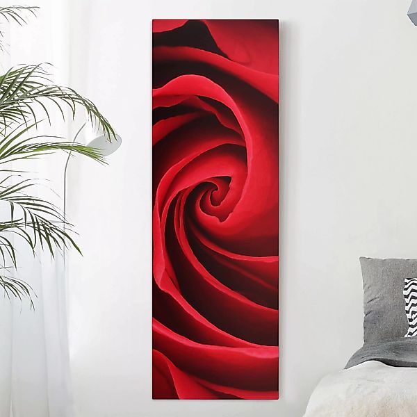 Leinwandbild Blumen - Hochformat Red Rose Blossom günstig online kaufen