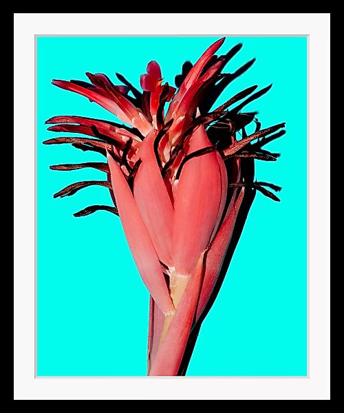 queence Bild "Anni", Pflanzen-Pflanzenbilder-Kunst-Blumen, HD Premium Poste günstig online kaufen
