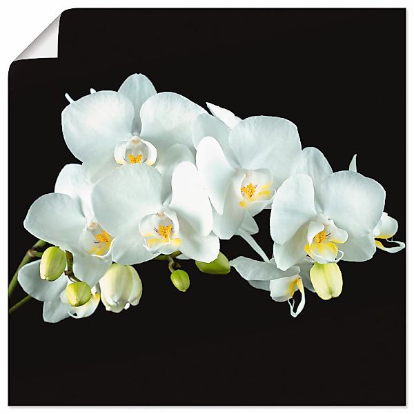 Artland Wandbild "Weiße Orchidee auf schwarzem Hintergrund", Blumen, (1 St. günstig online kaufen