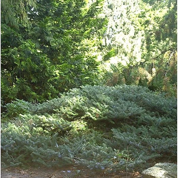 Zwerg Koreatanne Compacta 15-20cm - Abies koreana Compacta günstig online kaufen