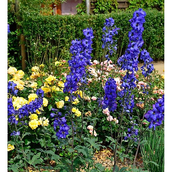 Rittersporn New Millennium Blue Lace - Delphinium günstig online kaufen