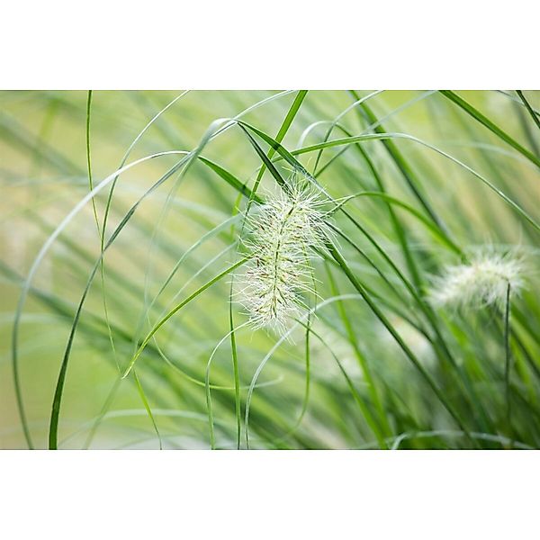 Pennisetum Setaceum Sky Rocket Lampenputzergras 3-5 Liter Container günstig online kaufen