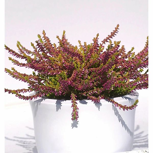 10x Knospenheide Gardengirls Bonita - Calluna vulgaris günstig online kaufen