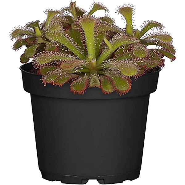 Sonnentau Topf-Ø ca. 9 cm Drosera günstig online kaufen