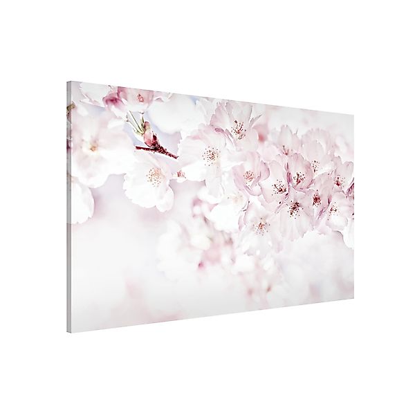 Bilderdepot24 Magnettafel Küche rosa Ein Kirschblütenhauch, günstig online kaufen