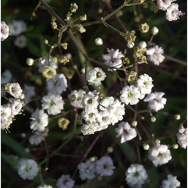 Riesenschleierkraut Bristol Fairy - Gypsophila Paniculata günstig online kaufen