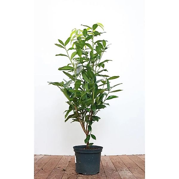 Prunus,aurocerasus 'Genolia' -R- 40-60 cm günstig online kaufen