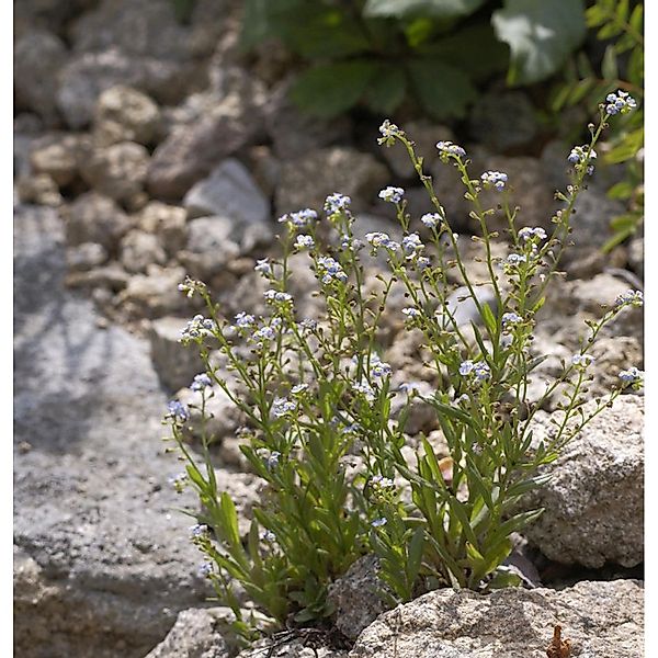 Sumpfvergißmeinnicht - Myosotis scorpioides günstig online kaufen